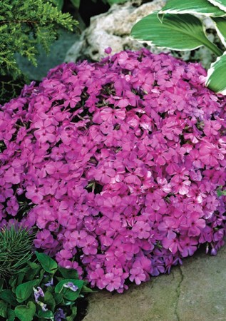 PHLOX subulata Alexanders